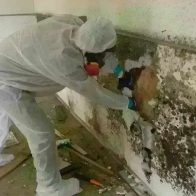 Mold Remediation and Removal in Cocoa Beach, FL